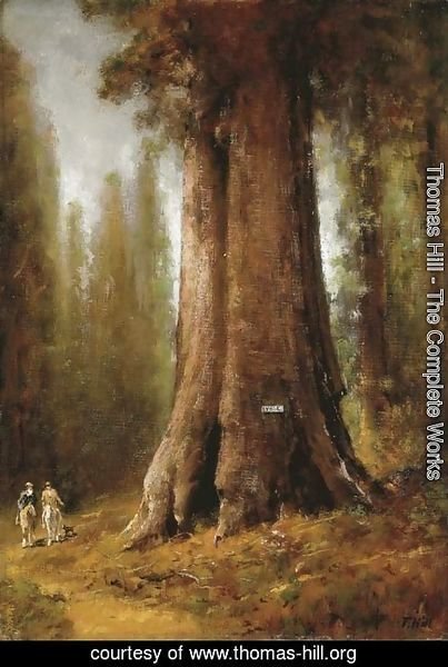 Thomas Hill - California Redwood Trees