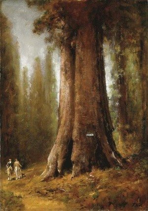 Thomas Hill - California Redwood Trees